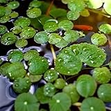 和香 アマゾンフロッグピット 5株 無農薬 水草 スポンギア メダカ 金魚 ビオトープ ネコポス発送 保冷剤入