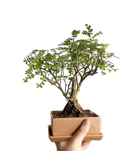 Bonsái Natural de Zanthoxylum Piperitum Árbol Elegante para el Interior del Hogar