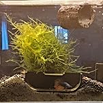 Review Image by Aleta H Aleta H