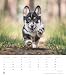 Alpha Edition - Niedliche Hundekinder Kalender 2026 – Wandkalender 30×34 cm mit 12 Welpenmotiven & 4-sprachigem Kalendarium, Tierkalender mit ... Geschenk für Hundefreunde: Dinky Dogs