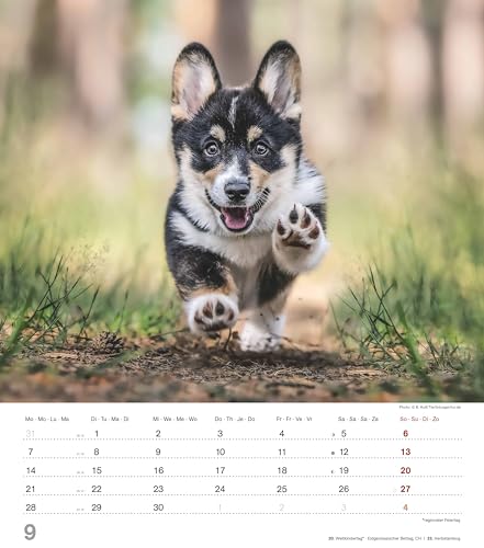 Alpha Edition - Niedliche Hundekinder Kalender 2026 – Wandkalender 30×34 cm mit 12 Welpenmotiven & 4-sprachigem Kalendarium, Tierkalender mit ... Geschenk für Hundefreunde: Dinky Dogs