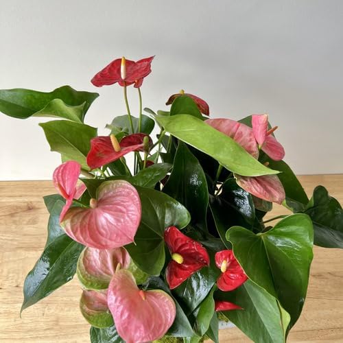 100pcs Mixed Anthurium Plant Seeds