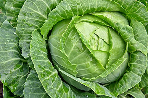 Pedpoudhe Cabbage/ Bandgobhi Seeds (B09NNW1ZYH) Amazon Price History, Amazon Price Tracker