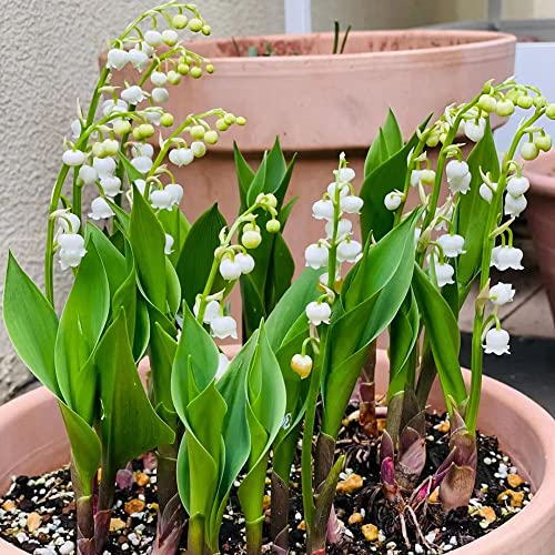 12 bulbos de lirio de los valles perennes resistentes al invierno, serie de bulbos de flores de plantas raras, regalos para los amantes del jardín, decoración de flores, flores, jardín,