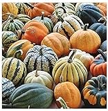  20 Piezas Mezclar Semillas De Calabaza Calabaza Pequeña Decoraciones De Interior Al Aire Libre Idílico Imprescindible Para Halloween Verduras Coloridas Fácil De Plantar Popular Entre Las Familias