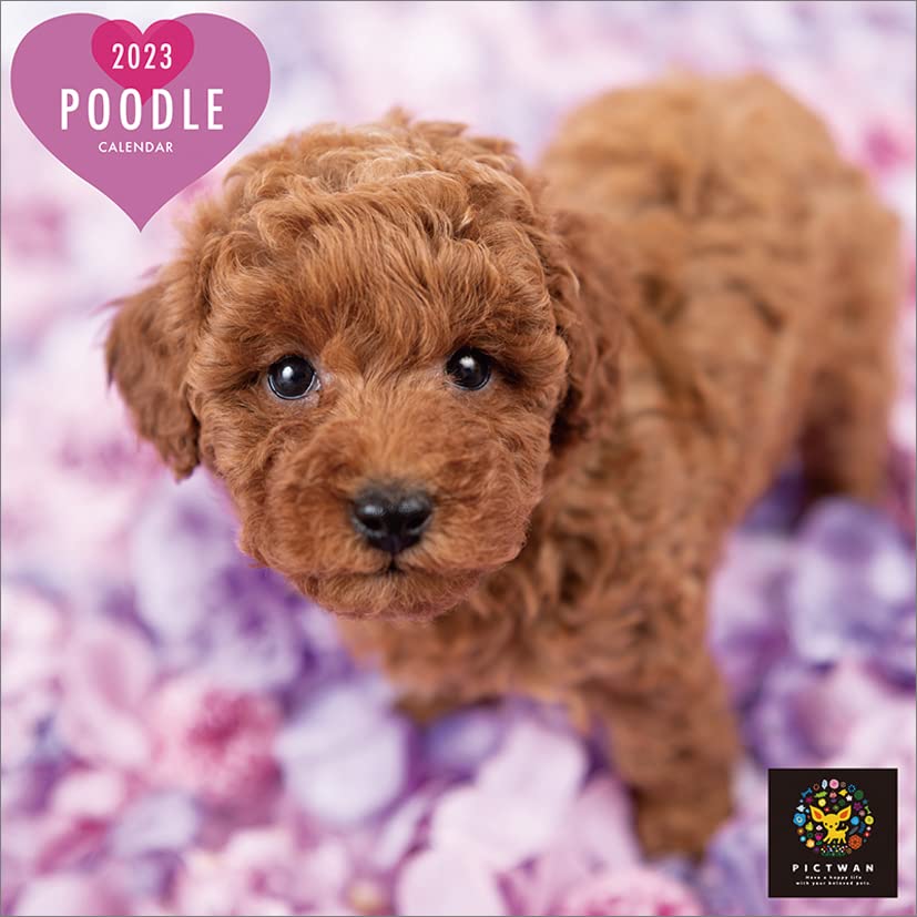Amazon.co.jp: Interzoo Clinic Club [S Version] Poodle 2023