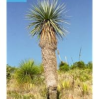 ユッカ ヤシ　ノリナ　ネルソニー　Nolina nelsonii ノリナ・ネルソニー |ワンダープランツジャパン