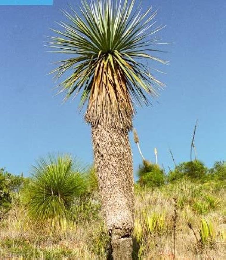 ユッカ ヤシ　ノリナ　ネルソニー　Nolina nelsonii 000000057385-01-l.jpg?t=