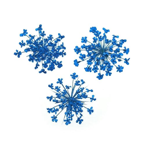 押し花 ドライフラワー （96-109） 10枚入り 大きめサイズ (104.ブルー系) - プチココ - 商品画像