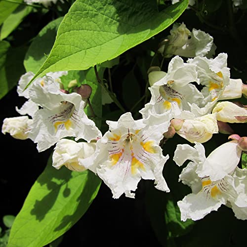 Southern Catalpa Seeds Catalpa Bignonioides Deciduous Tree Popular Ornamental Tree Heart-Shaped Leaves Showy White Flowers Garden Outdoor 25Pcs Tree Seeds By Yegaol Garden #TOP1