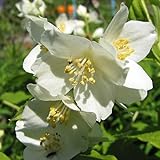 Sol: Zuurminnend,kalk - Decorative, Une floraison abondante, Croissance rapide - Mois de floraison: Mai, Juin, Juillet