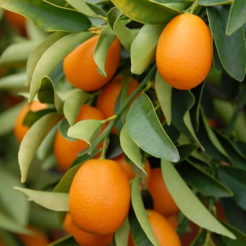 Nagami Kumquat Tree - 2-5 Inch Tall Live Plant - Potted Indoor/Outdoor Seedling - Orange Fruit Citrus Plant - Fortunella Margarita