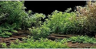 AWERT Aquarium Background River Bed & Lake Aquatic Plant Fish Tank Background Vinyl 30x18 inches