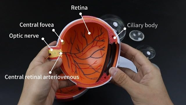 눈 해부학 모델, 6배 확대 안구 모델, 인체 눈 해부학 모델 — 사진 7