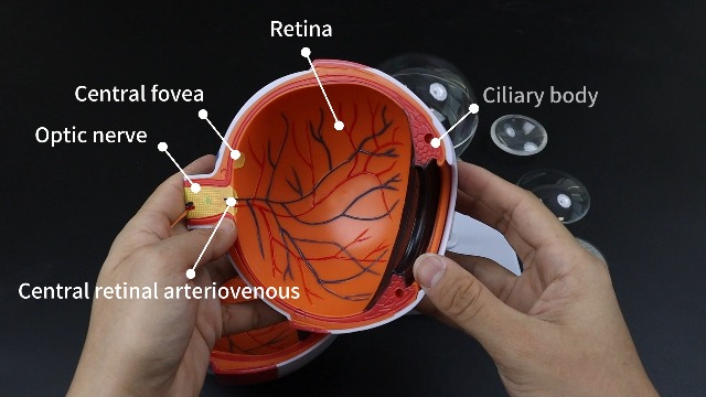 Image of 2Pack Eye Anatomy Model, 6X Enlarged Eyeball Model, Human Eye Anatomical Model for Science Education Students Study Display Medical Teaching, with Removable Stand