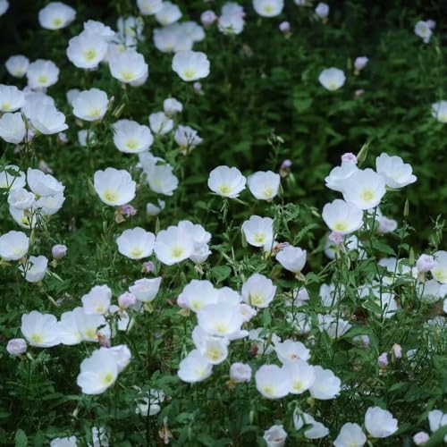Evening Primrose Seeds, Container Gardening Option, Patio Flower, Balcony Garden Plant, Small‑Space Landscape 350pcs