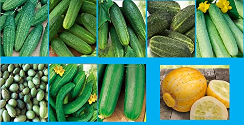 Chayote Samen Die 15 besten Produkte im Vergleich www.hausund