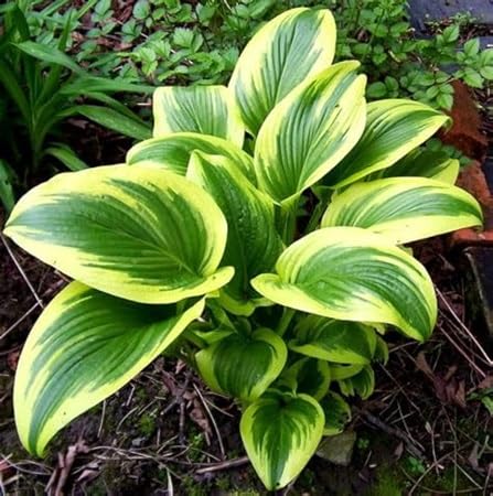 70 graines de plantes hosta