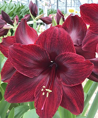 Radha Krishna Agriculture Amaryllis® Dutch Double Red Imported Veriety Of Flowers Bulbs | Pack Of 1 Bulbs (B08SB7GYVK) Amazon Price History, Amazon Price Tracker