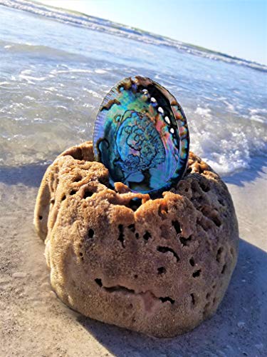 Beautiful Large Abalone Shell Smudge Bowl For Smudging, Sage Burning, Incense, Altar Supplies, Crystal Holder (6-7 Inches) #TOP3
