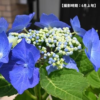 Amazon.co.jp: 紫陽花苗 紫陽花花ブルースカイアジサイあじさい