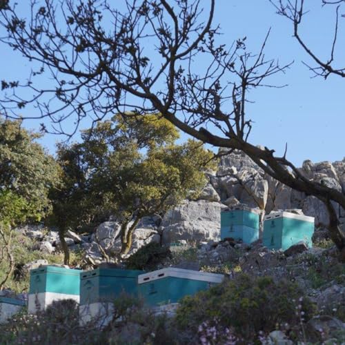 Ikaria Greek Thyme Honey, Raw, Unheated, Unfiltered, and Unpasteurized Greek Honey from Greece with Adaptogenic Properties, No Added Sugar, 250g