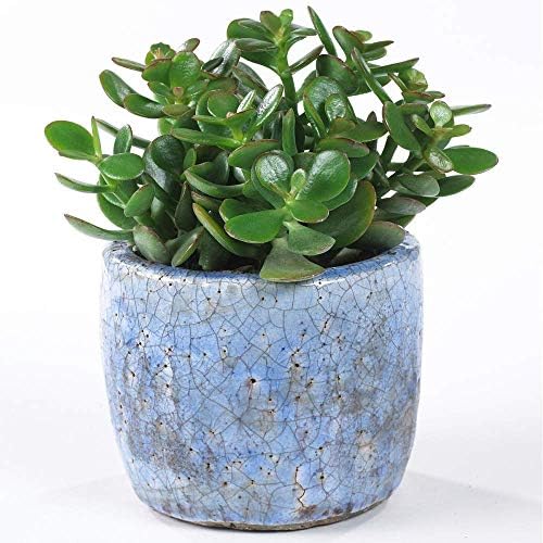 Crassula Ovata - Arbre de Jade Plante d'Intérieur pour Bureaux en...