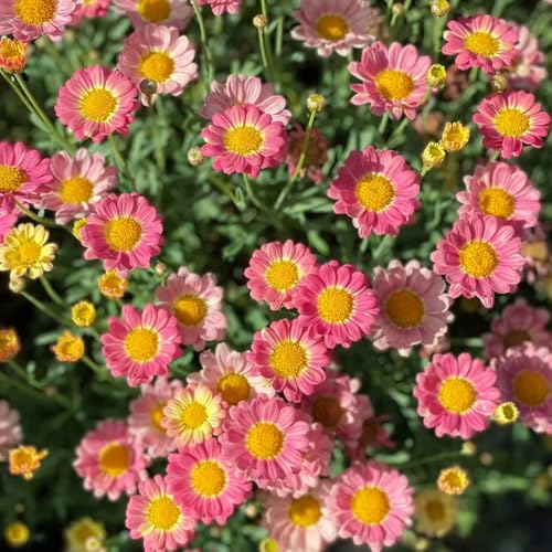 margaritas inusuales, decoraciones de otoño semillas de margarita los amantes las jardín en el balcón pradera exóticas perenne Semillas 800semillas