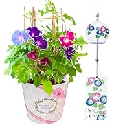 あさがお様 楽天市場】朝顔 鉢植え 7号 あさがお アサガオ あんどん仕立て