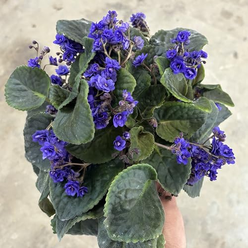Fertilizante Granulado 14-10-16 para Plantas de Interior 8 oz miniatura 7
