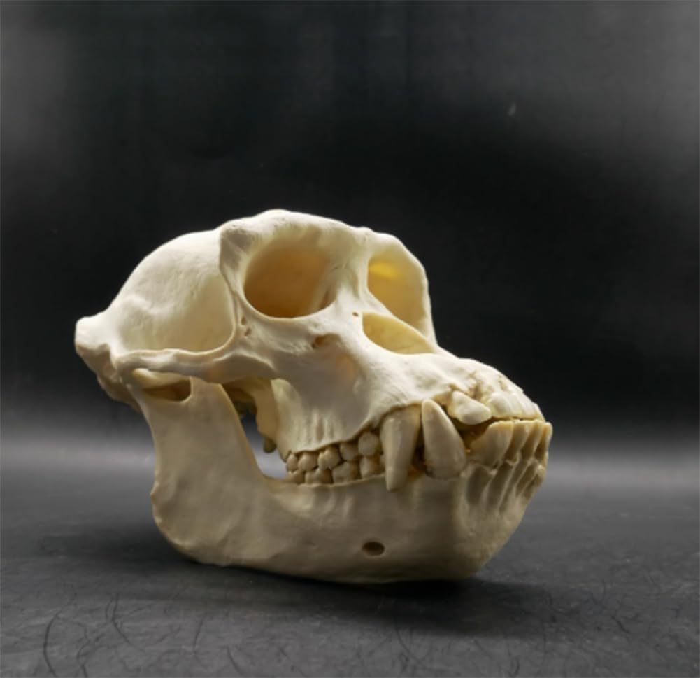 Modelo anatómico de cráneo de chimpancé, réplica de resina de cabeza de animal de tamaño natural, for decoración del hogar de Halloween y educación científica, estudio de enseñanza.