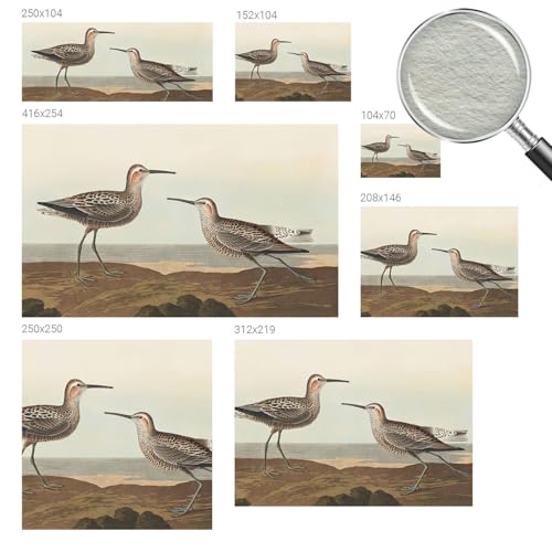 Papier peint intissé salon décoration intérieure oiseaux 312x219 pose murale