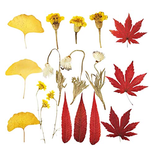 MAGICLULU 18Pcs Autumn Pressed Flowers Pressado Flores Secas Plantas Seco
