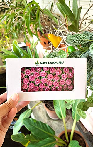 Nava Chiangmai Flowers Beautiful Artificial Mulberry Paper Rose Flower (Heart Petals Rose) Wedding Card Embellishment, Scrapbooking Wedding Doll House Supplies Card,Diy Flower Accessories. (Pink) #TOP5