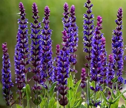 Woodland Sage West Friesland 200 Seeds + Plant tag + Freebie - Salvia Nemorosa