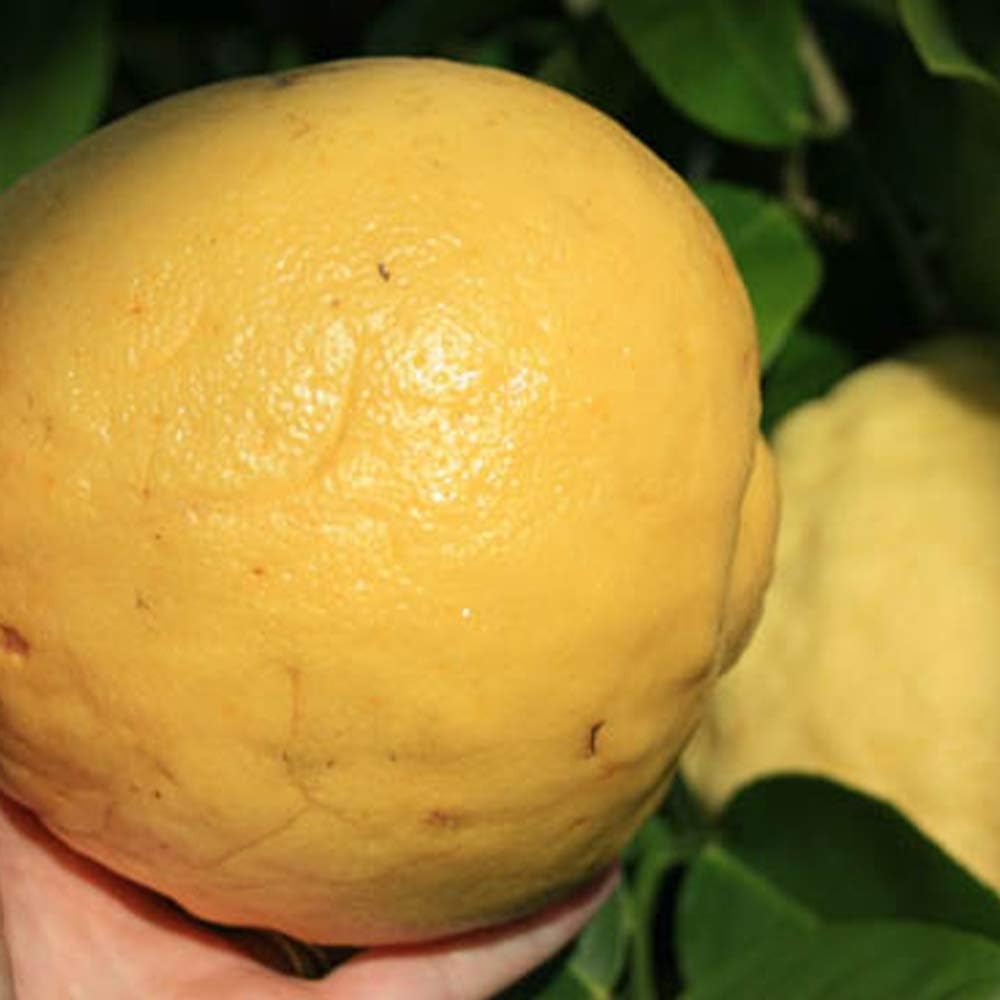 Amazon Co Jp ジャンボレモン ポンテローザ 普通のレモンの約4倍の超ジャンボサイズで酸味マイルド 果樹挿し木苗9cmポット 2個セット ポット苗なので年中植付け可能 Diy 工具 ガーデン