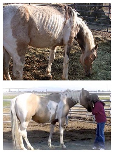 Horse Guard Super Weight Gain 40 Lb, Equine Vitamin Mineral, Probiotic & Weight Gain Supplement #TOP5