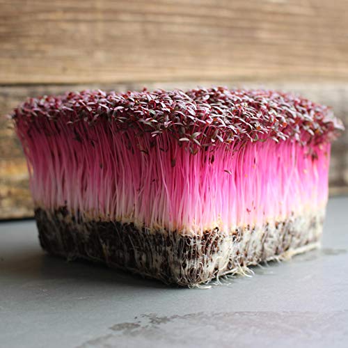 Red Garnet Amaranth Microgreens Seeds - Bulk Seed For Growing Micros, Indoor Gardening, Micro Greens Salad (1 Lb) #TOP1