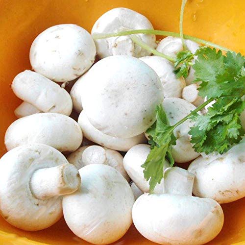 Generic Fresh 100pcs Mushroom Vegetables Seeds for Planting White