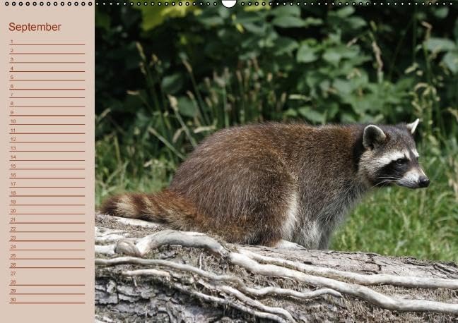 Waschbären / Geburtstagskalender (Wandkalender immerwährend DIN A2 quer): Der waschbärige immerwährende Geburtstagskalender (Monatskalender, 14 ... + Martina Berg, Pferdografen.de