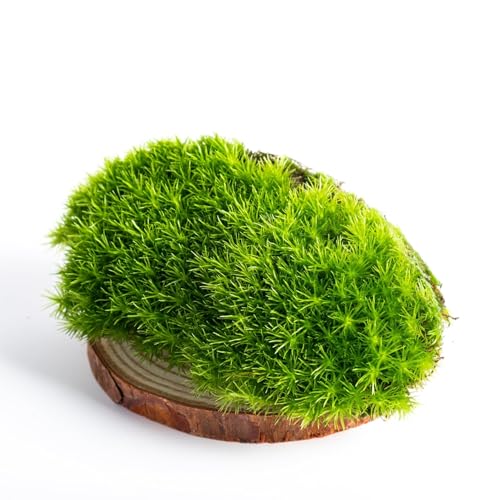 Ecodecs - Musgo Natural Vivo Para Terrario plantas ecosistema, Bonsais naturales interior, Terrario reptiles, Terrario tortugas de tierra, Musgo belenes - CAJA MUSGO PREMIUM (1/2 box (30x20cm))