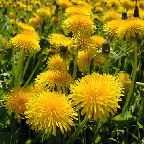 8000+ Dandelion Seeds for Planting - Dandelion (Taraxacum Officinale) Yellow Seeds Rare Flower Seeds Non-GMO Perennial Wild Flower Seeds