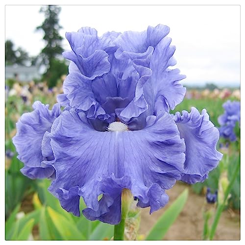 Schwertlilien Winterhart Die 15 besten Produkte im Vergleich