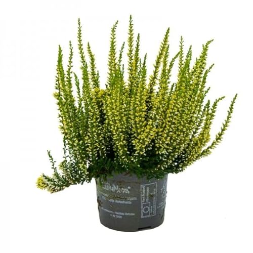 Calluna Arbusto Mediterráneo - Mix Color - Planta Ornamental para Jardín