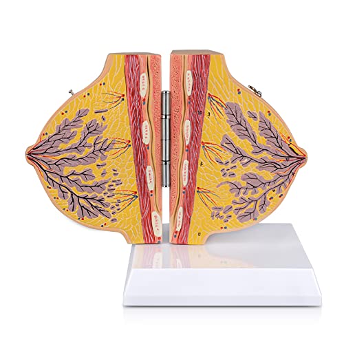 Image of Non-lactating Breast Model - Breast Sagittal Section Anatomical Display Model, Human Breast Anatomy Model, Ideal Scientific Education Tool, Suitable for Doctor Nurse Gift and Medical Training Learning