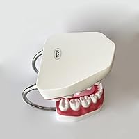 Vista 8 de Modelo de dientes estándar dental Seis veces Modelos de enseñanza dental Ampliación Modelo de boca completa Typodont Demostración
