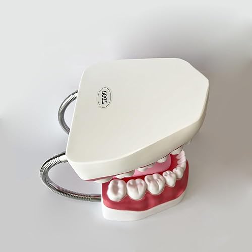 Miniatura 8 de Modelo de dientes estándar dental Seis veces Modelos de enseñanza dental Ampliación Modelo de boca completa Typodont Demostración Modelo de
