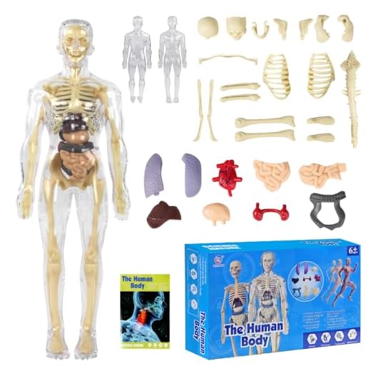 Tyafzzn Anatomie Modell Kinder, Anatomie Figur，Menschlicher Körper Modell für Kinder, Vorschule Ausbildung für Kinder, Menschliches Skelett mit Muskeln, Modell für Anatomie