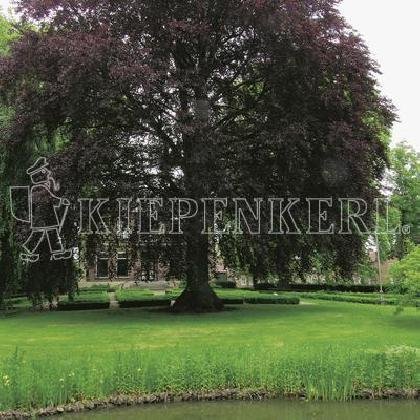 Kiepenkerl 4000159801547 RSM 7.3.1 Landschaftsrasen Feuchtlagen 10 kg
