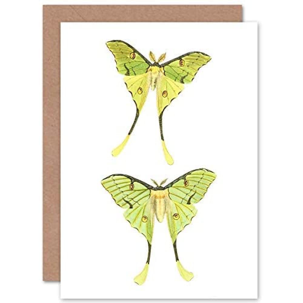 Wee Blue Coo Moths Green Illustration Greeting Card With Envelope Inside Premium Quality